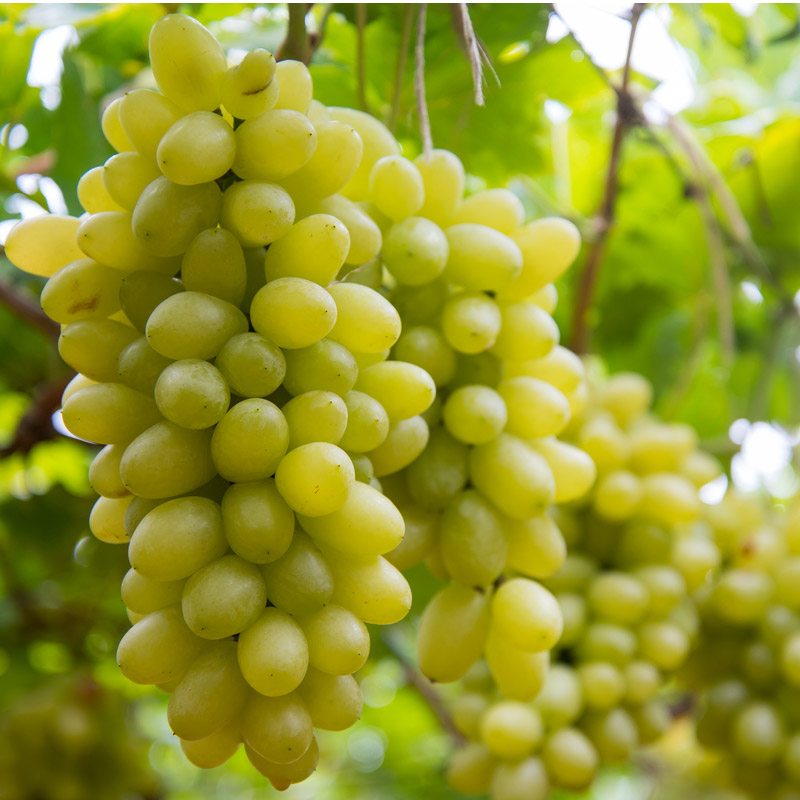 Grapes Exporters from India