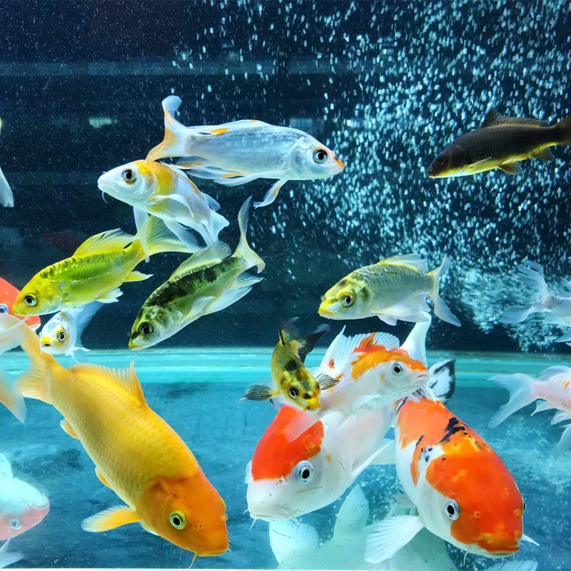 Aquarium