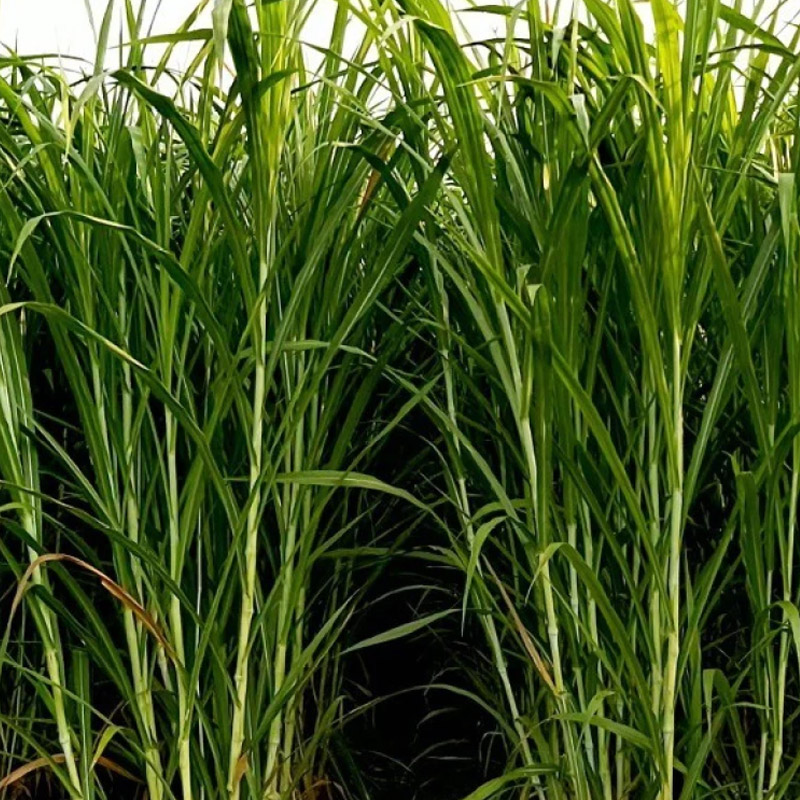 Green Fodder